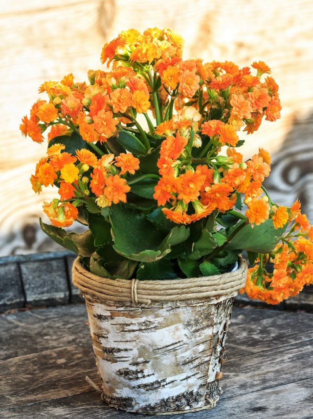 Каланхоэ Блоссфельда (Kalanchoe blossfeldiana) Каланхоэ Блоссфельда (Kalanchoe blossfeldiana)
