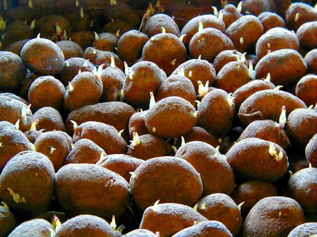 В южных регионах страны подходит срок посадки картофеля, в более северных он ещё проращивается