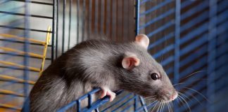 Декоративная крыса — плюсы и минусы содержания