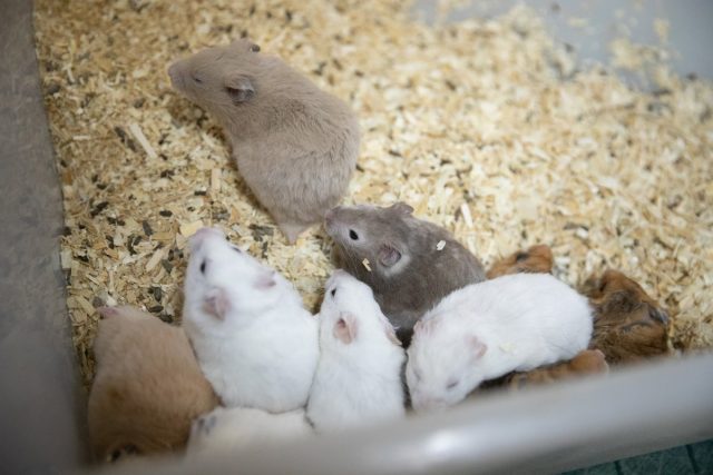 Крысята, выращенные для зоомагазинов, обычно бывают более тревожными и их сложнее приручить