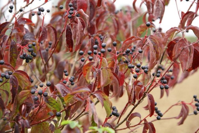 Осенью листья дёрена кроваво-красного (Cornus sanguinea) краснеют, а на ветвях висят чёрные горошинки ягод Осенью листья дёрена красного (Cornus sanguinea) краснеют, а на ветвях висят чёрные горошинки ягод