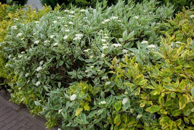 Дёрен белый (Cornus alba) 'Sibirica Variegata' по центру и дёрен 'Aurea Elegantissima' по бокам Дёрен белый (Cornus alba) 'Sibirica Variegata' по центру и дёрен 'Aurea Elegantissima' по бокам