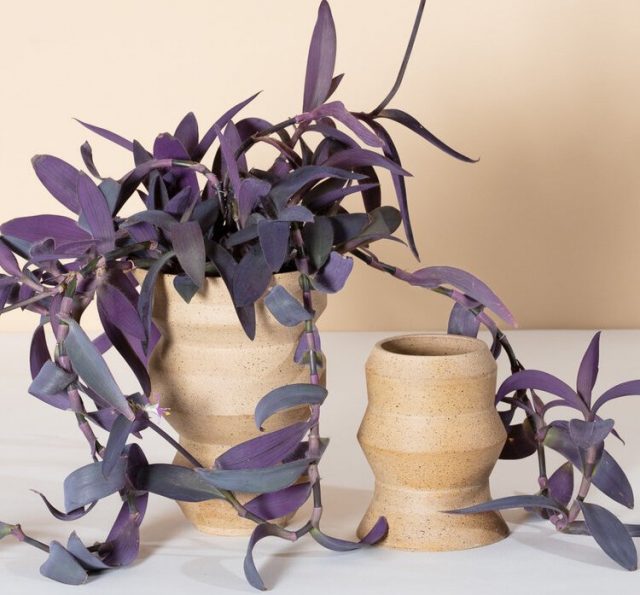 У традесканции бледной, или сеткрезии (Tradescantia pallida) фиолетовый цвет доминирующий и почти единственный У традесканции бледной, или сеткрезии (Tradescantia pallida) фиолетовый цвет доминирующий и почти единственный