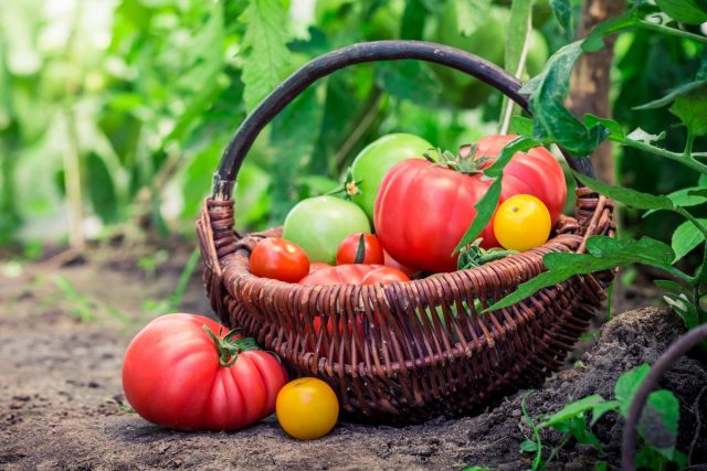 Идеальный сорт томата — как найти?