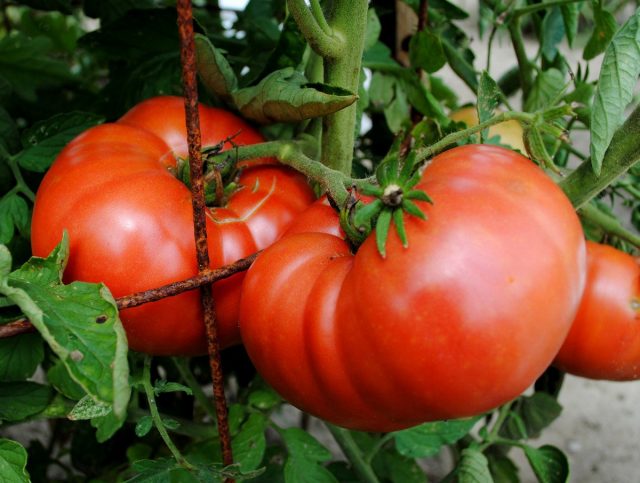 У крупноплодных сортов и гибридов вкус несравненно превосходит все другие томаты, но в кисти обычно формируется около 4-х плодов