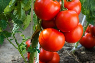 Индетерминантные сорта и гибриды томатов выигрывают и по массе, и по разнообразию форм, и по выбору цвета, и по вкусу плодов