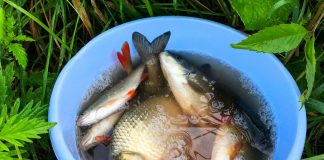 Как развести рыб на даче — советы начинающим