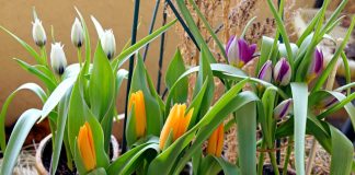 Карликовые ботанические тюльпаны — преимущества и лучшие сорта