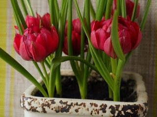 Тюльпан «Тет-а-Тет» (Humilis Tete-a-Tete) Тюльпан «Тет-а-Тет» (Humilis Tete-a-Tete)