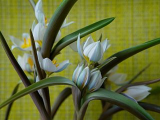 Тюльпан многоцветный (Tulipa polychroma), или Тюльпан двуцветковый (Tulipa biflora) Тюльпан многоцветный (Tulipa polychroma), или Тюльпан двуцветковый (Tulipa biflora)