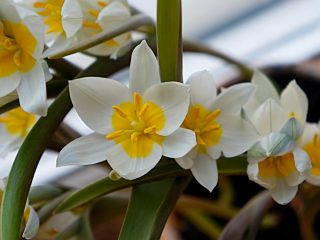 Основной тон цветка Тюльпана многоцветного белый, а на внешней стороне лепестков можно рассмотреть несколько оттенков синего и лилового цвета