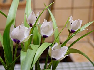 Тюльпан «Коэрулея Альба Окулата» (Tulipa Alba Coerulea Oculata) Тюльпан «Коэрулея Альба Окулата» (Tulipa Alba Coerulea Oculata)
