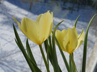 Тюльпан Баталина «Брайт Джем» (Tulipa batalinii Bright Gem) 
