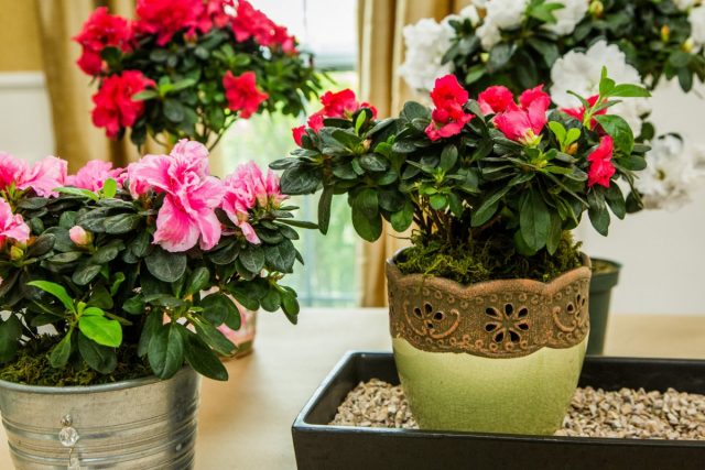 Комнатные рододендроны (Rhododendron) боятся и сильной тени, и прямого солнца Комнатные рододендроны (Rhododendron) боятся и сильной тени, и прямого солнца