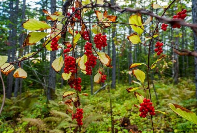 Лимонник китайский (Schisandra chinensis) поразил меня своим видом в лесу достаточно поздней осенью Лимонник китайский (Schisandra chinensis) поразил меня своим видом в лесу достаточно поздней осенью