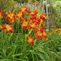 Современные лилейники (Hemerocallis) могут быть любого цвета, кроме глубоко синего и белого в чистом виде Современные лилейники (Hemerocallis) могут быть любого цвета, кроме глубоко синего и белого в чистом виде