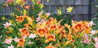 Незаменимые лилейники — уход, размножение и использование в дизайне сада