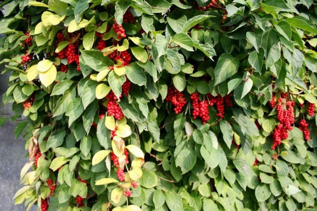 Лимонник китайский (Schisandra chinensis) Лимонник китайский (Schisandra chinensis)