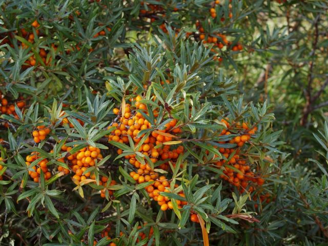 Облепиха крушиновидная (Hippophae rhamnoides) Облепиха крушиновидная (Hippophae rhamnoides)