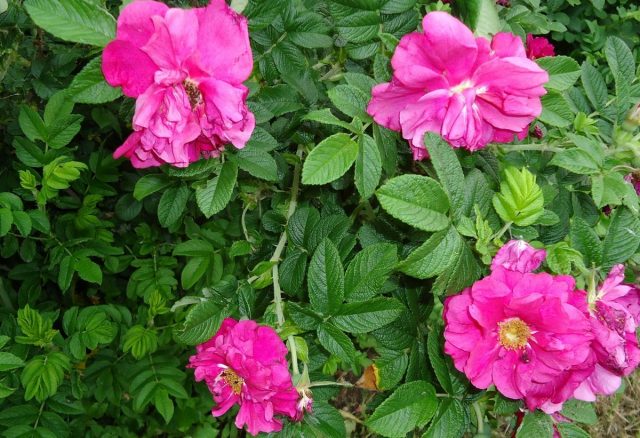 Шиповник морщинистый (Rosa rugosa) Шиповник морщинистый (Rosa rugosa)