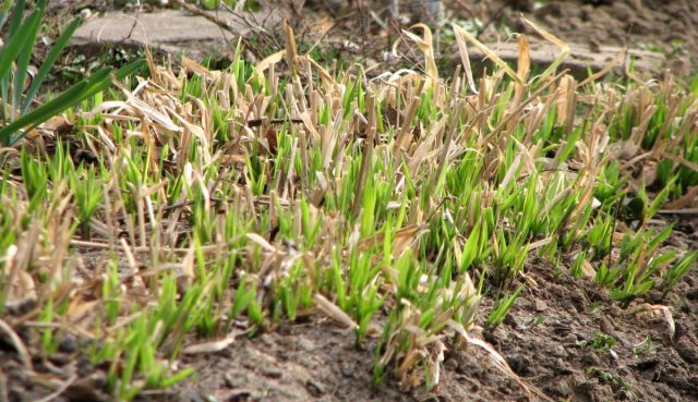 Обрезка декоративных трав весной позволяет быстрее тронуться в рост новым побегам