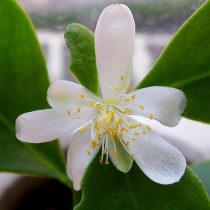 Переския Веббера (Pereskia weberiana) Переския Веббера (Pereskia weberiana)