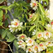 Переския шиповатая (Pereskia aculeata) Переския шиповатая (Pereskia aculeata)