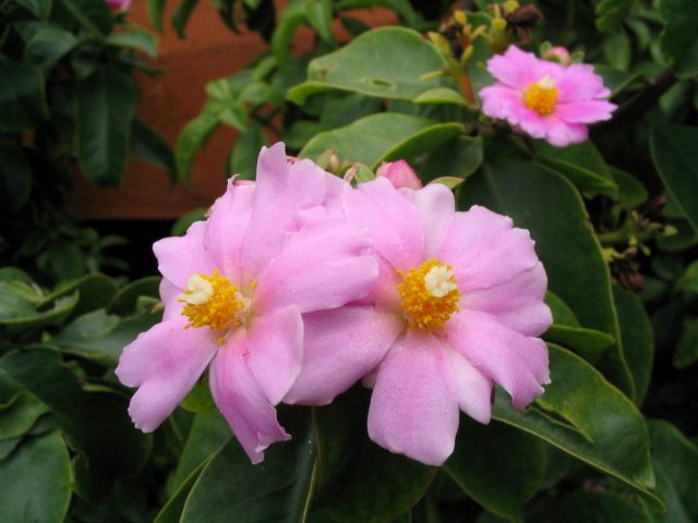 Переския крупноцветковая (Pereskia grandiflora) Переския крупноцветковая (Pereskia grandiflora)