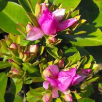 Переския крупнолистная (Pereskia grandifolia) Переския крупнолистная (Pereskia grandifolia)