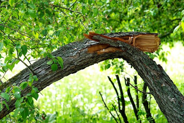 Почему деревья падают? Почему деревья падают?
