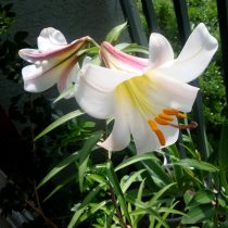 Лилия королевская (Lilium regalum) Лилия королевская (Lilium regalum)