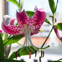 Лилия прекрасная (Lilium speciosum) Лилия прекрасная (Lilium speciosum)