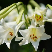 Лилия длинноцветковая (Lilium longiflorum) Лилия длинноцветковая (Lilium longiflorum)