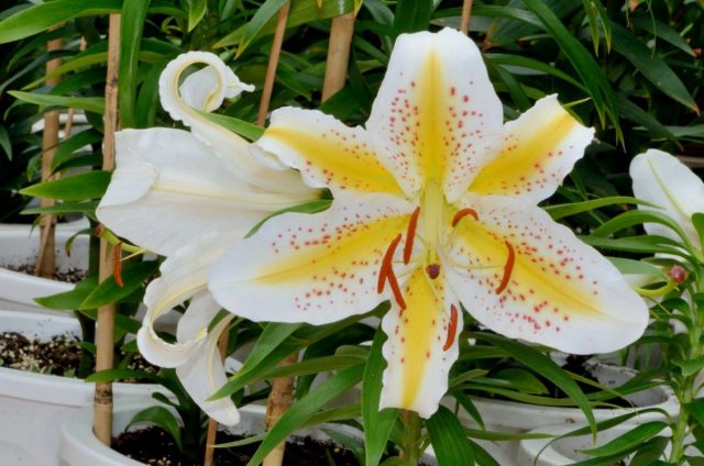 Лилия золотистая (Lilium auratum) Лилия золотистая (Lilium auratum)