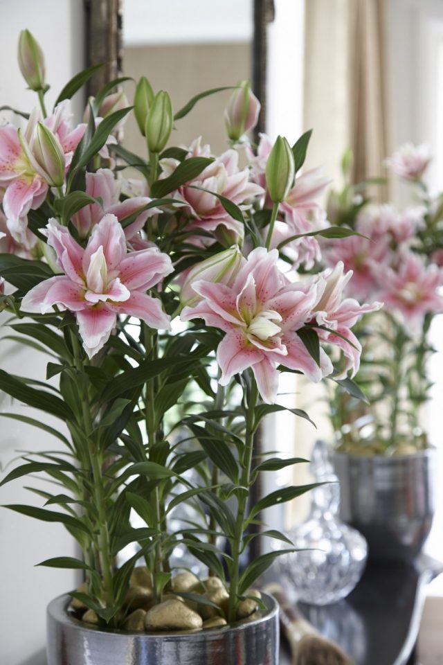 Восточная лилия (Lilium Oriental) Восточная лилия (Lilium Oriental)