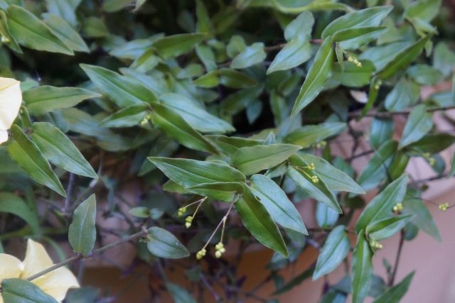 Гибазис коленчатый (Gibasis geniculata) отличают мелкие узкие листья 2-5 см длиной и 1 см шириной