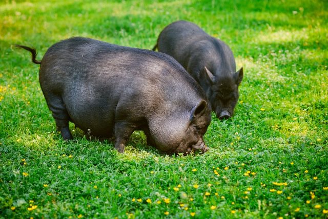 Свинья вьетнамская вислобрюхая (Sus scrofa domesticus) Свинья вьетнамская вислобрюхая (Sus scrofa domesticus)