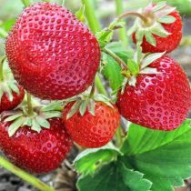 Земляника ананасная, или земляника садовая (Fragaria × ananassa) «Зенга Зенгана» Земляника ананасная, или земляника садовая (Fragaria × ananassa) «Зенга Зенгана»