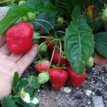 Земляника ананасная, или земляника садовая (Fragaria × ananassa) «Королева Елизавета II» Земляника ананасная, или земляника садовая (Fragaria × ananassa) «Королева Елизавета II»