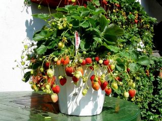 Земляника ананасная, или земляника садовая (Fragaria × ananassa) «Гирлянда» Земляника ананасная, или земляника садовая (Fragaria × ananassa) «Гирлянда»