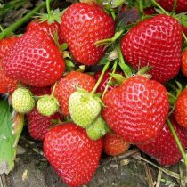 Земляника ананасная, или земляника садовая (Fragaria × ananassa) «Редгонтлид» Земляника ананасная, или земляника садовая (Fragaria × ananassa) «Редгонтлид»