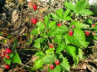 Земляника ананасная, или земляника садовая (Fragaria × ananassa) «Руяна» Земляника ананасная, или земляника садовая (Fragaria × ananassa) «Руяна»