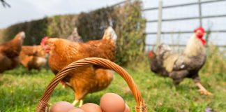 Яичные куры на лето — от цыплят до несушек
