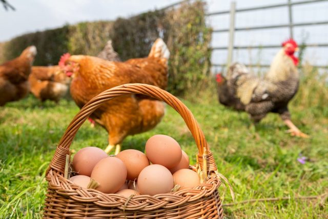 Яичные куры на лето — от цыплят до несушек
