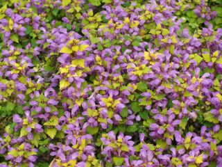 Яснотка пятнистая (Lamium maculatum) Яснотка пятнистая (Lamium maculatum)