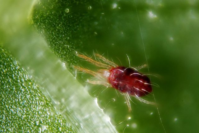 Паутинный клещ (Tetranychidae) Паутинный клещ (Tetranychidae)