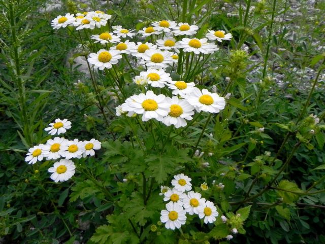Пиретрум девичий (Tanacetum parthenium) Пиретрум девичий (Tanacetum parthenium)