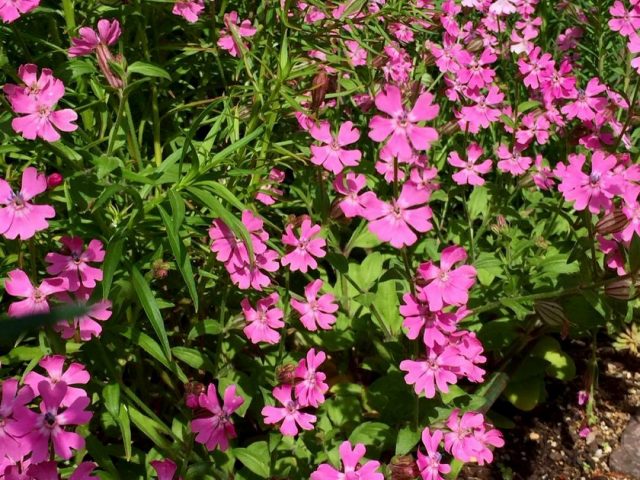 Смолевка повислая (Silene pendula) Смолевка повислая (Silene pendula)