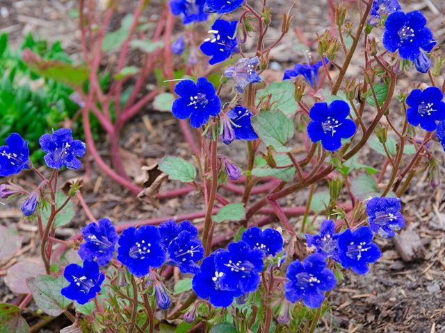 Фацелия колокольчатая (Phacelia campanularia) Фацелия колокольчатая (Phacelia campanularia)