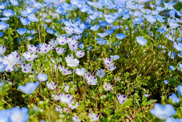 Немофила (Nemophila) Немофила (Nemophila)